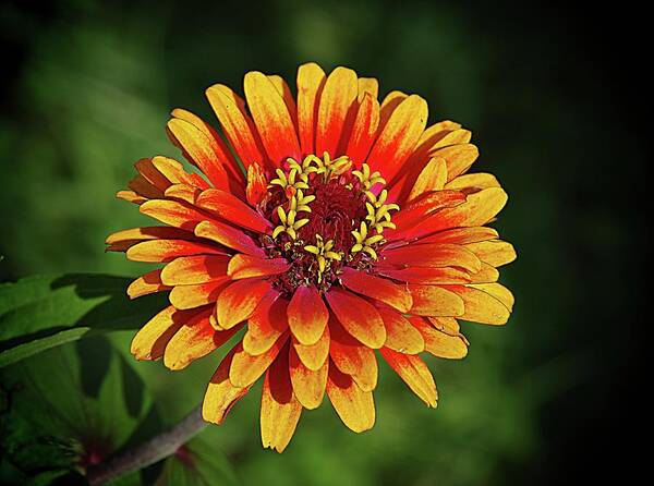 Gold And Orange Zinnia Poster featuring the photograph Going for the Gold by Karen McKenzie McAdoo
