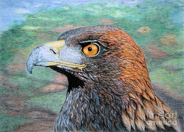 Eagle Poster featuring the drawing Golden Eagle by Yvonne Johnstone