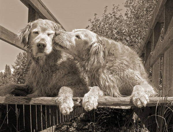 Golden Retriever Poster featuring the photograph Golden Retriever Dogs the Kiss Sepia by Jennie Marie Schell