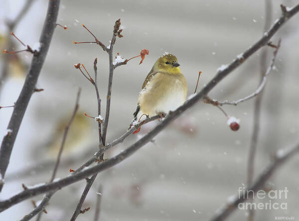 Finch Poster featuring the photograph Golden With Snow by Deborah Benoit