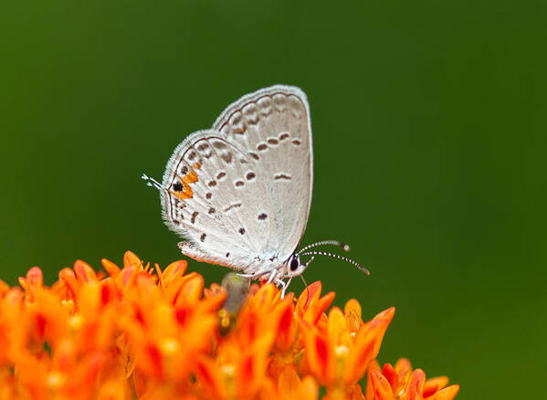 Eastern Tailed Blue Poster featuring the photograph Eastern Tailed Blue On Green And Orange by Lara Ellis