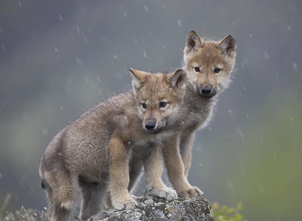 Mp Poster featuring the photograph Gray Wolf Canis Lupus Pups In Light by Tim Fitzharris