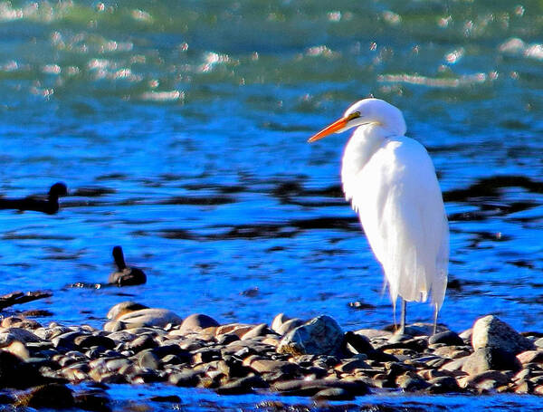 Bird Poster featuring the photograph Great Egret - 1 by Alan C Wade