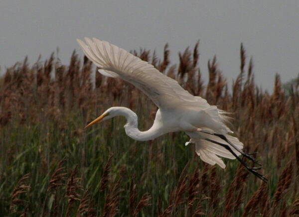 Great Egret Poster featuring the photograph Great Egret and Grass by Christopher J Kirby