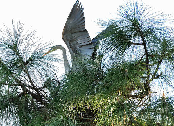Great Poster featuring the photograph Great Heron Flight to Nest by Wayne Nielsen