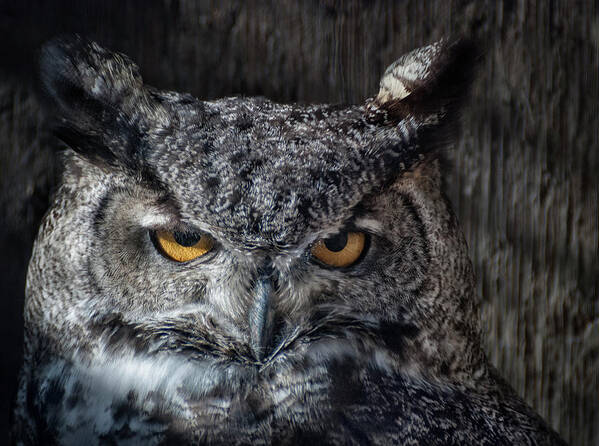 Animal Ark Poster featuring the photograph Great Horned Owl by Rick Mosher