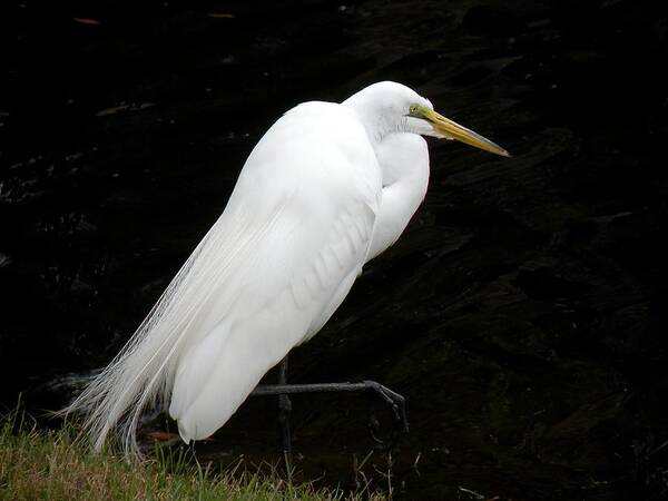 Bird Poster featuring the photograph Great White Egret by Rosalie Scanlon