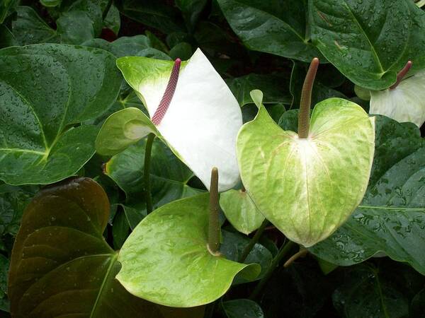 Anthuriums Poster featuring the photograph Green Anthuriums by Elise Boam