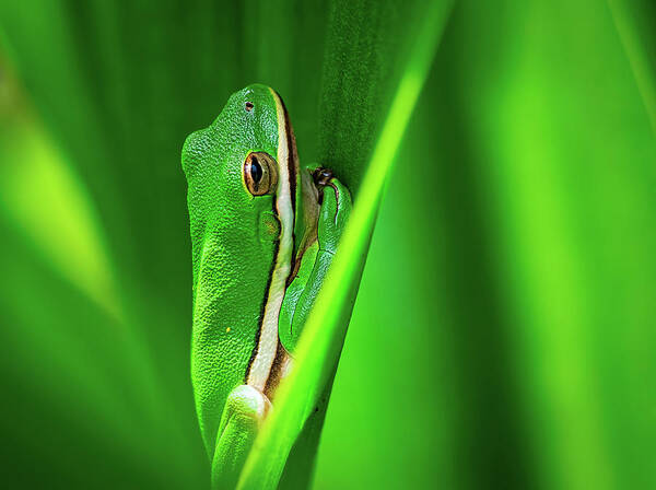 Frog Poster featuring the photograph Green Frog in Vegetation by Brad Boland