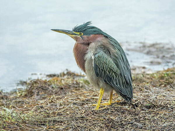 Green Poster featuring the photograph Green Heron 1340 by Tam Ryan