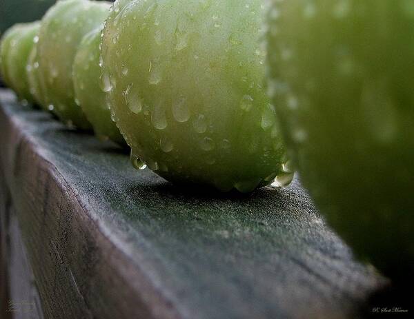 Green Tomato Poster featuring the photograph Green Tomato's by Robert Meanor