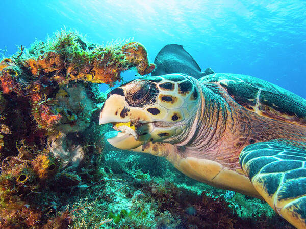 Green Turtle Poster featuring the photograph Green Turtle Dining by Matt Swinden