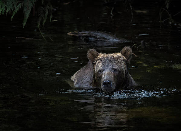 Grizzly Bear Poster featuring the photograph Grizzly Swimmer by Randy Hall