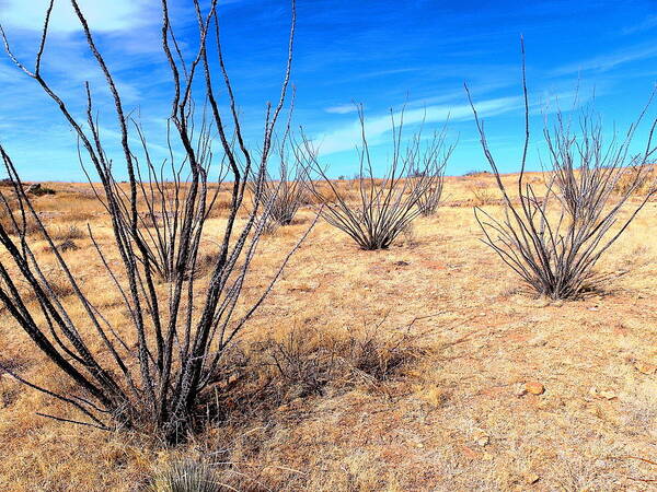 Desert Poster featuring the photograph Ground Level - New Mexico by Christopher Brown