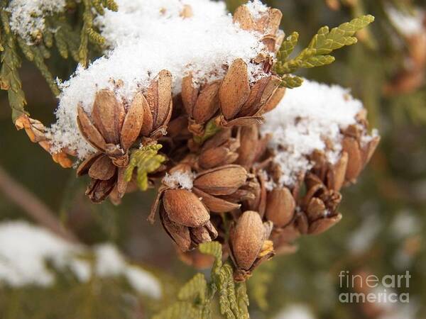 Winter Poster featuring the photograph Growth of Pincones by Corinne Elizabeth Cowherd