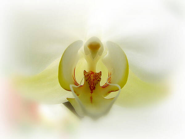 Orchid Poster featuring the photograph Guardian Angel by Blair Wainman