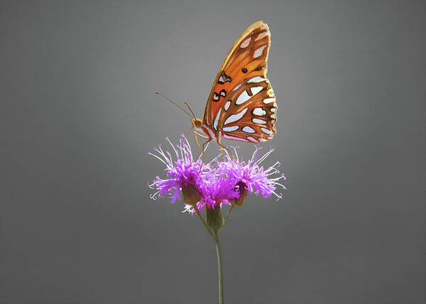 Gulf Fritillary Butterfly Poster featuring the photograph Gulf Fritillary Butterfly by Steven Michael