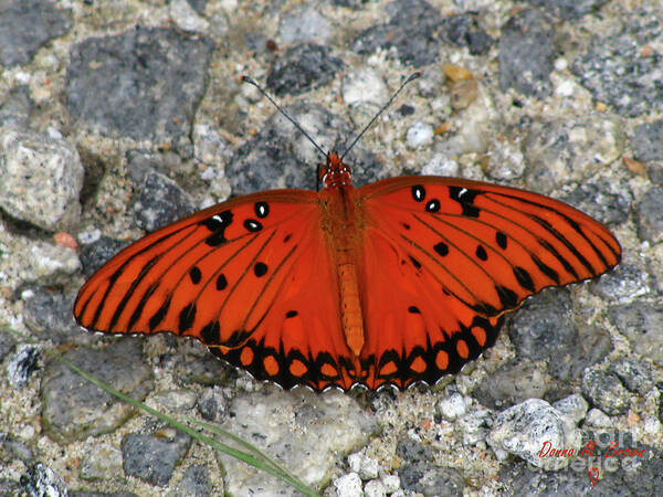 Butterfly Poster featuring the photograph Gulf Fritillary by Donna Brown