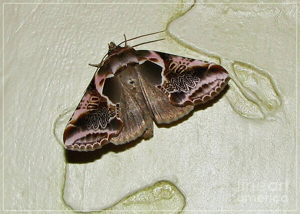 Moth Poster featuring the photograph Habrosyne Scripta by Deborah Johnson