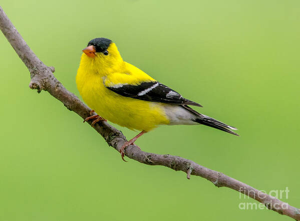 Cheryl Baxter Poster featuring the photograph Handsome Male Goldfinch by Cheryl Baxter