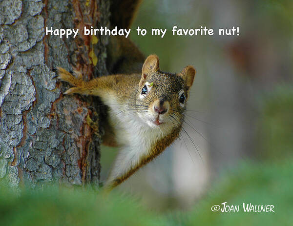 Little Red Squirrel Poster featuring the photograph Happy birthday to my favorite nut by Joan Wallner