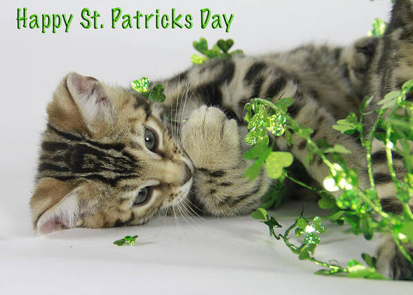 Bengal Poster featuring the photograph Happy St. Patricks Day by Shoal Hollingsworth