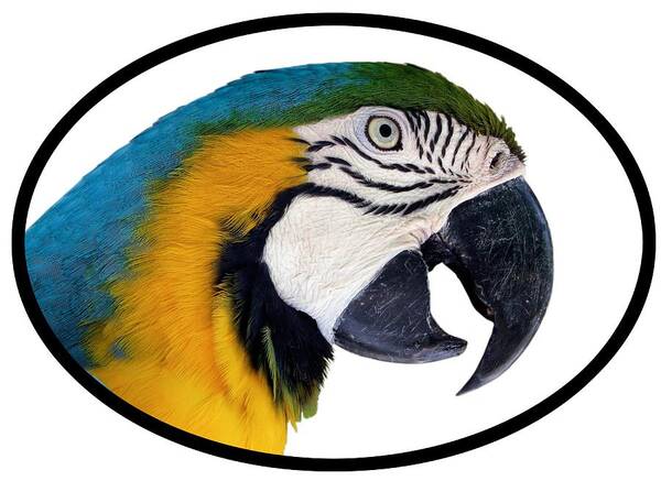 Parrot Poster featuring the photograph Harvey 2 T-Shirt by Bob Slitzan