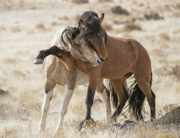 Horse Poster featuring the photograph Headlock by Kent Keller