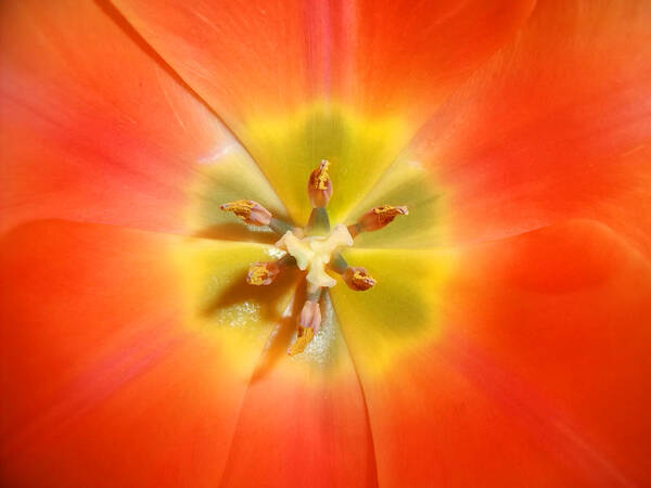 Tulip Poster featuring the photograph Heart of the Tulip by Nicole I Hamilton