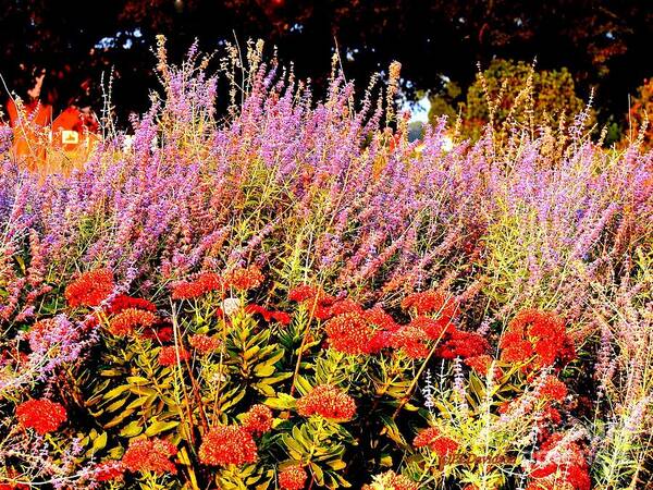 Gardens Poster featuring the photograph Heather and Sedum by Pat Davidson