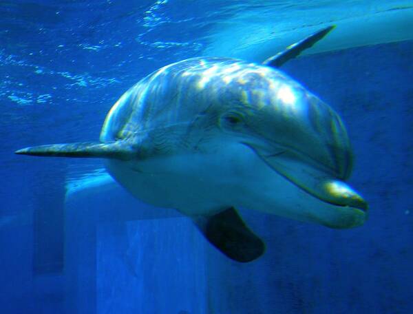 Dolphin Poster featuring the photograph Hello There by Amanda Eberly