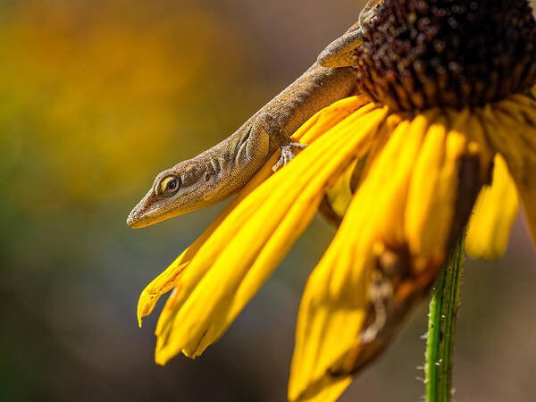 Anole Poster featuring the photograph Hello There by Brad Boland