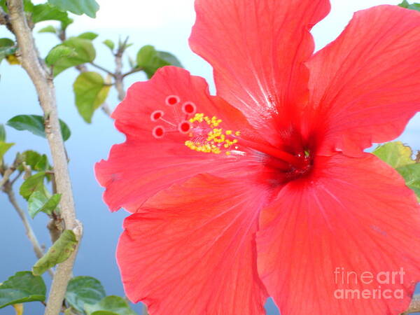 Flower Poster featuring the photograph Hibiscus at Full Bloom by Chad Natti