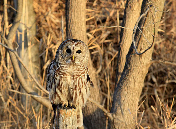 Owl Poster featuring the photograph Hooter by Thomas Danilovich