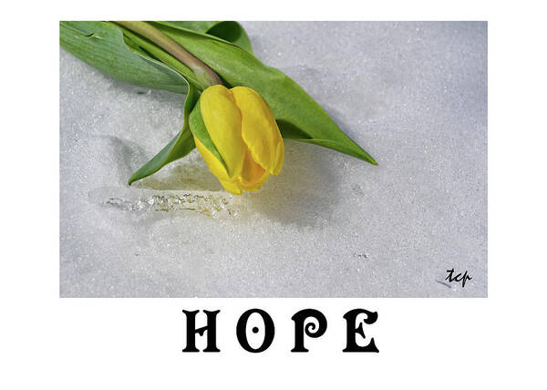 Hope Poster featuring the photograph Hope by Traci Cottingham
