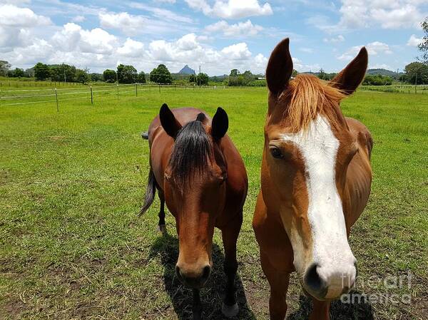 Horses Poster featuring the photograph Horse Friendship by Cassy Allsworth