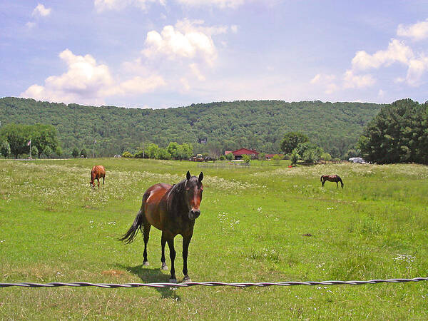 Horse Poster featuring the photograph Horses in the Pasture by Anne Cameron Cutri