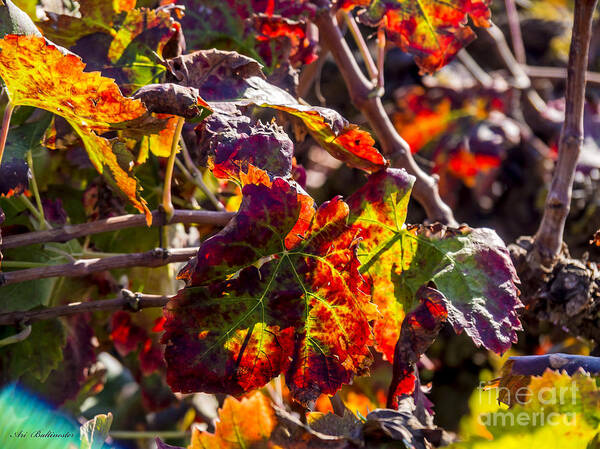 Autumn Poster featuring the photograph Hot autumn colors in the vineyard 04 by Arik Baltinester