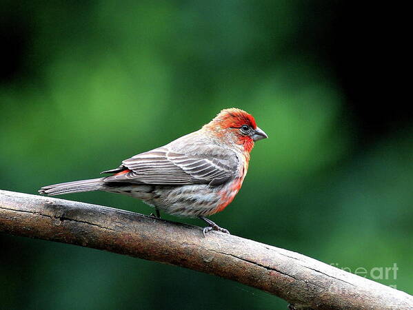 Bird Poster featuring the photograph House Finch . 40D7227 by Wingsdomain Art and Photography