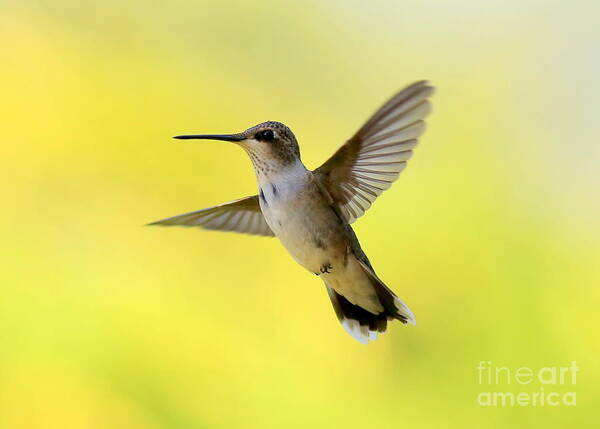 Hummingbird Poster featuring the photograph Hummingbird in Yellow by Carol Groenen