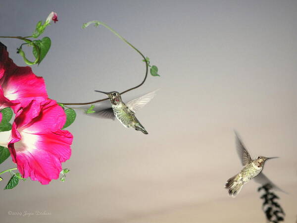 Birds Poster featuring the photograph Hummingbirds Coming and Going by Joyce Dickens