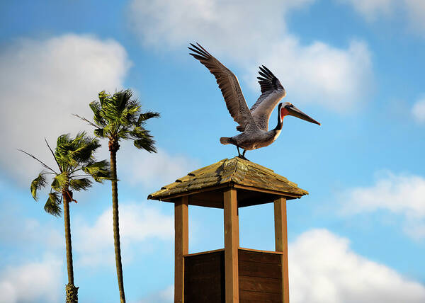 Huntington Beach Pelicans Poster featuring the photograph Huntington Beach Pelicans by Steven Michael