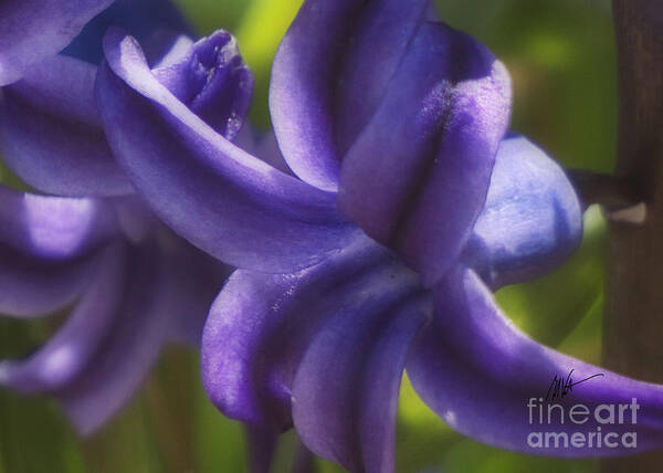 Hyacinth Poster featuring the photograph Hyacinth - Springtime Series by Mark Valentine