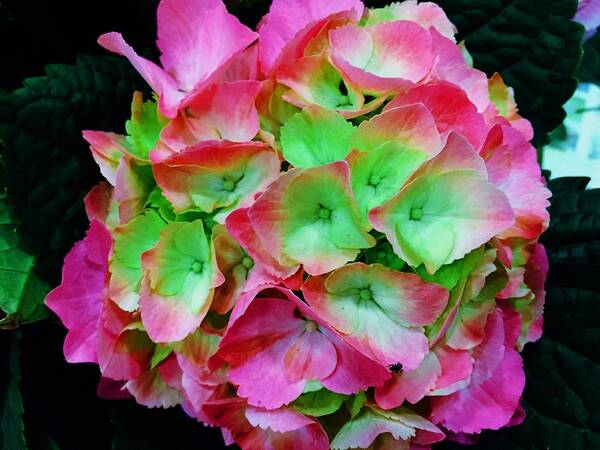 Flowers Poster featuring the photograph Hydrangea 2 by Vijay Sharon Govender