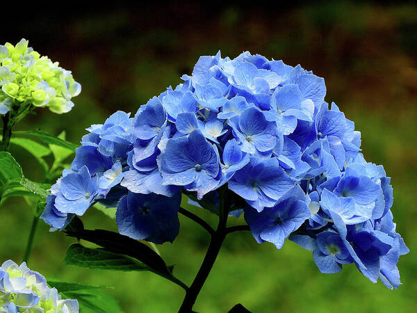 Hydrangea Poster featuring the photograph Hydrangea in Blue by Linda Stern