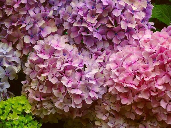 Hydrangea Poster featuring the photograph Hydrangeas galore by Susan Baker
