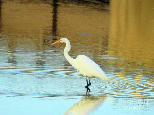 Great White Egret Poster featuring the photograph I Can Wait by Scott Cameron