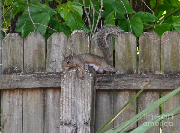 Squirrel Poster featuring the photograph I Think I Can by Carol Bradley