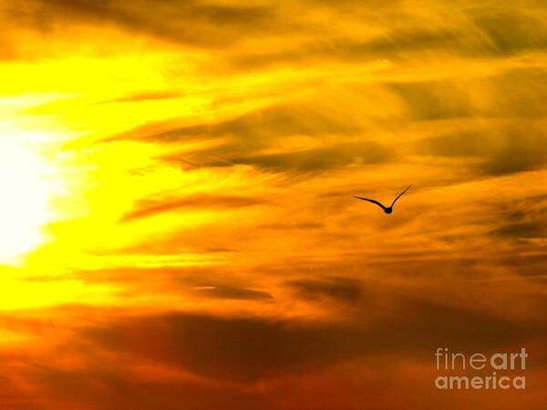 Sun Poster featuring the photograph Icarus Rising by Jean Wright