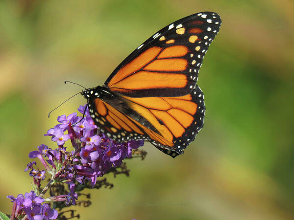 Butterfly Poster featuring the photograph Autumn in the Garden - Monarch and Purple Floret - Nature Photography by Brooks Garten Hauschild